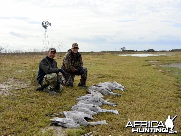 Sandhill Cranes 2012