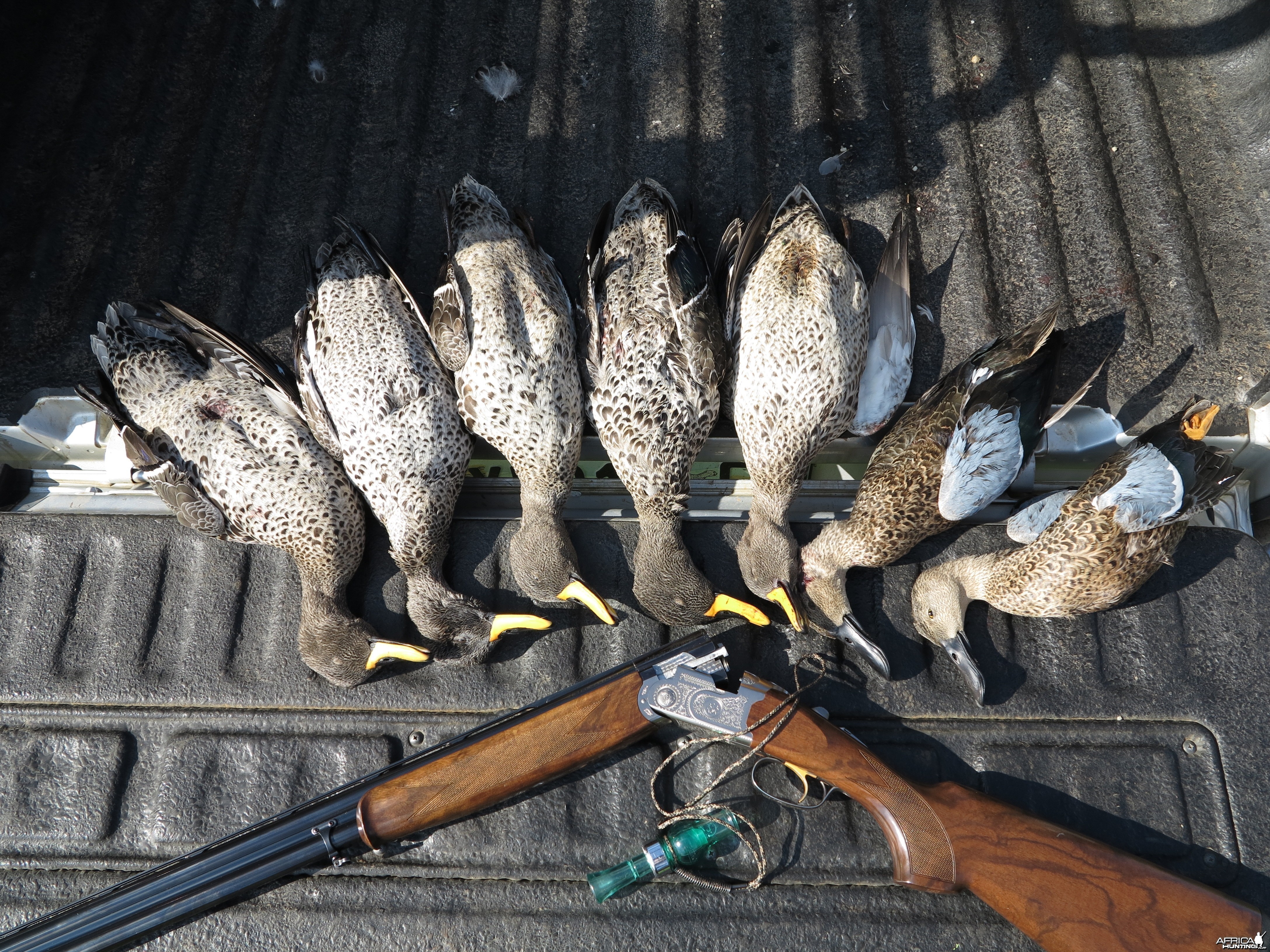 Good day out duck hunting