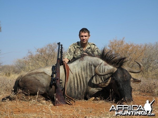 Blue Wildebeest