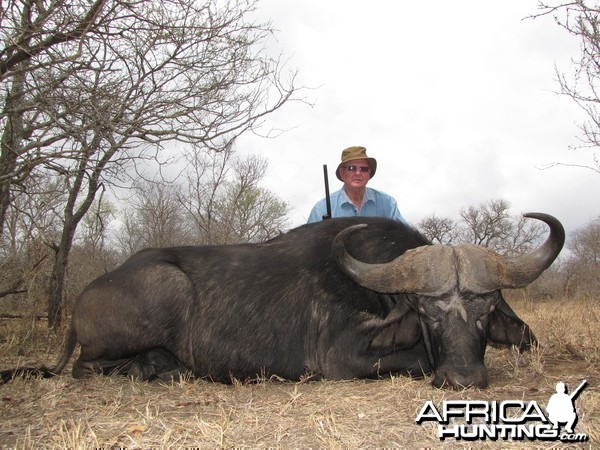Buffalo bull - 40&quot; 2012