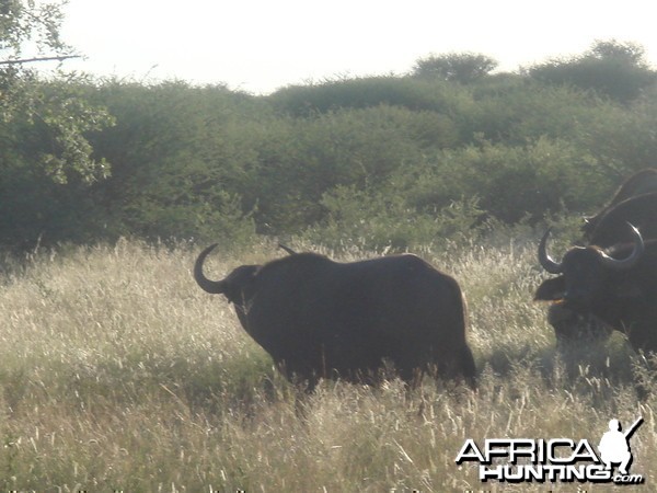 Cape Buffalo