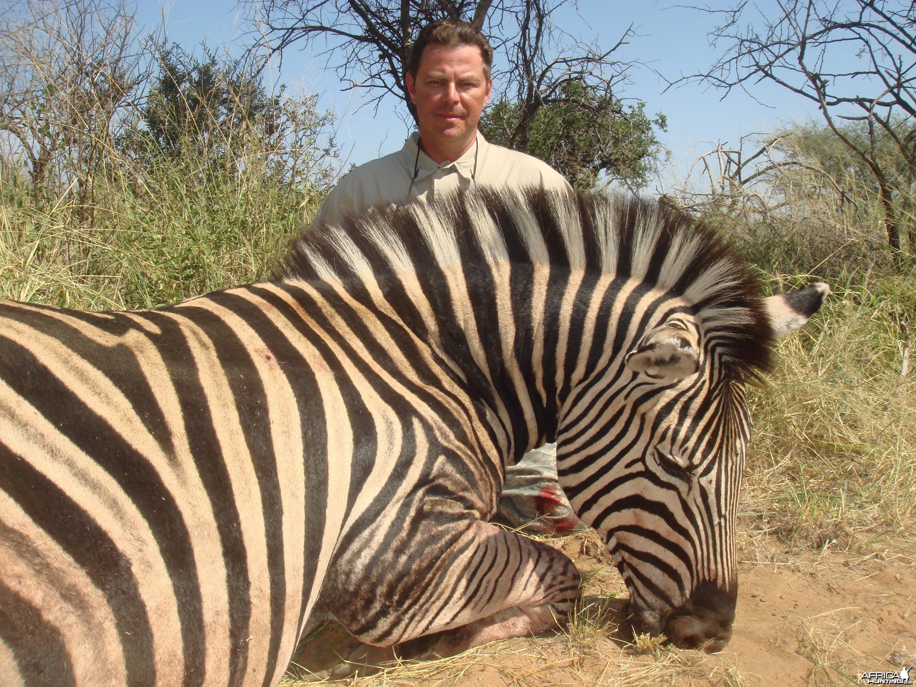 zebra