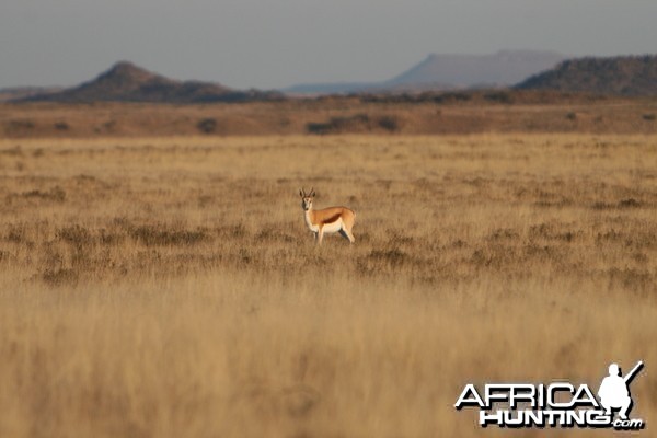 Springbok Doe