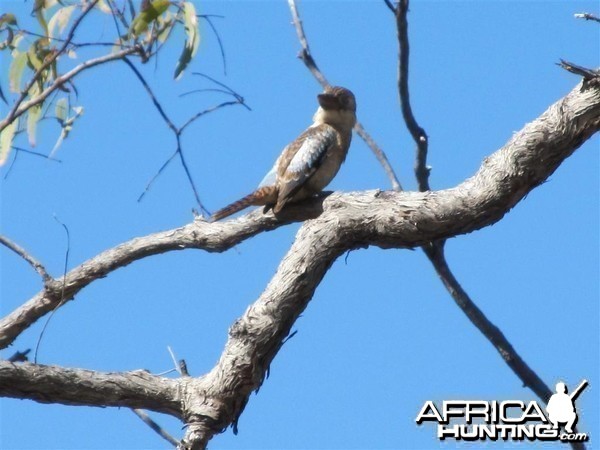 Kukabara sitting in the old gum tree