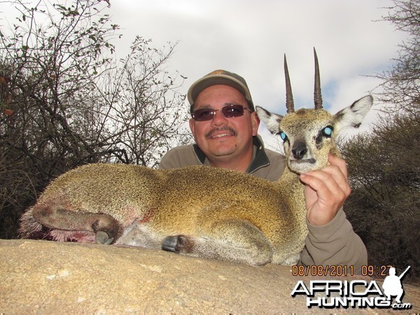 Klipspringer