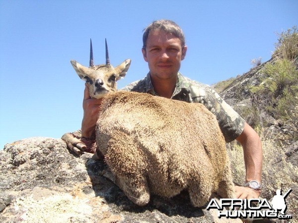 Klipspringer