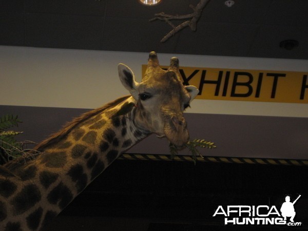 Taxidermy at Safari Club International Convention