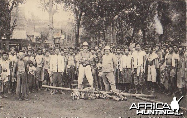 Tiger Cambodge