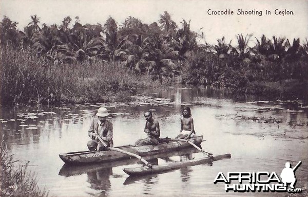Crocodile Shooting Ceylon