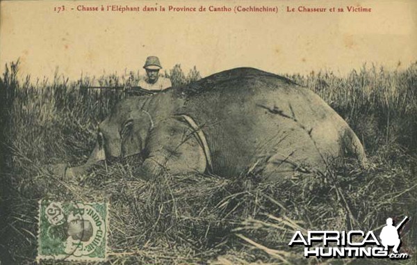 Hunting Elephant Indo China 1911