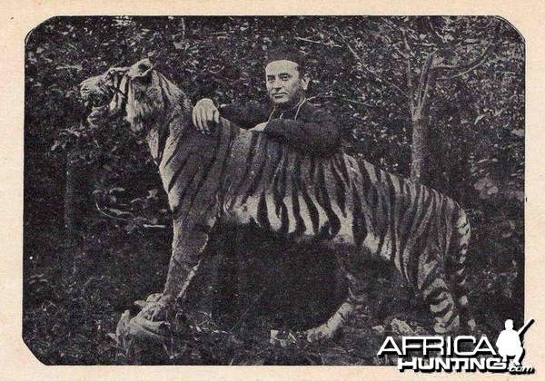 Taxidermy Tiger