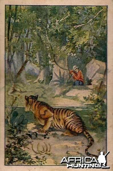 Hunting Tiger