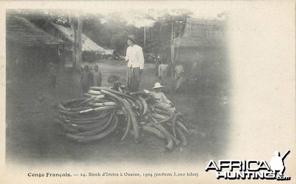 Tusks 1904 about 3 tonnes