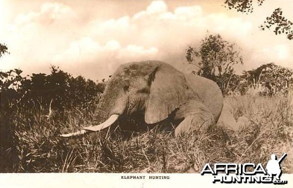 Hunting Elephant