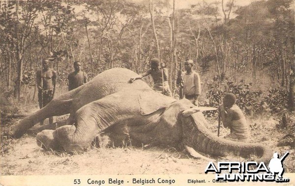 Hunting Elephant