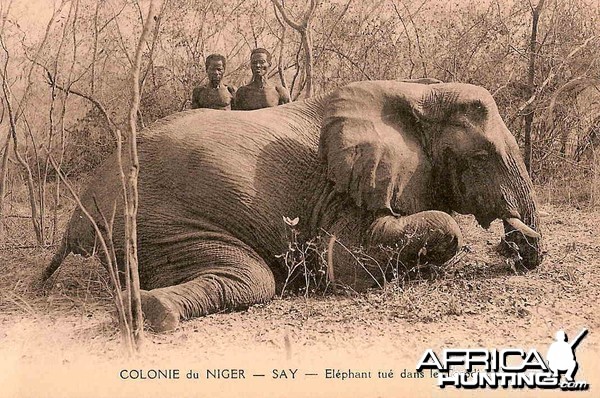 Hunting Elephant Nigeria