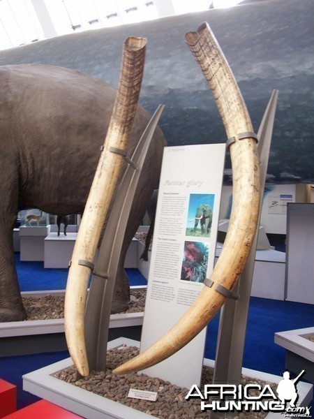 Tusks in British Museum of Natural History