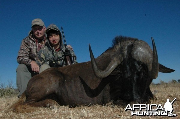 Black Wildebeest