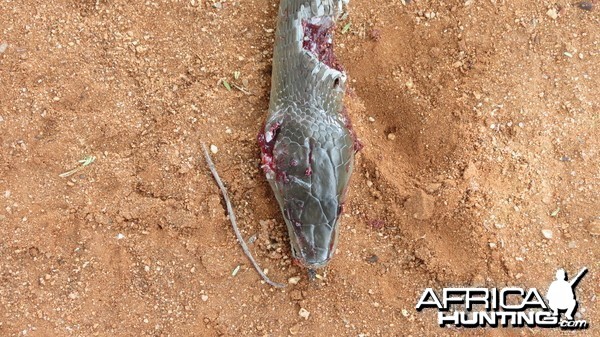 Black Mamba Namibia