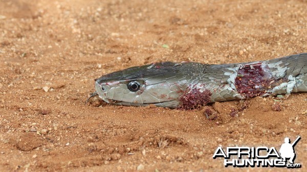 Black Mamba Namibia