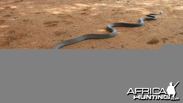 Black Mamba Namibia