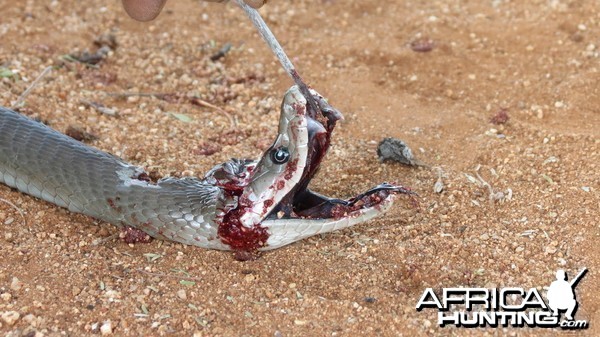 Black Mamba Namibia