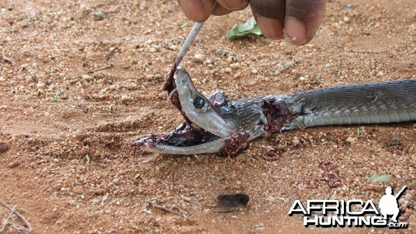 Black Mamba Namibia