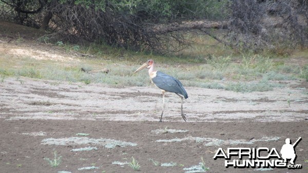 Marabou Namibia