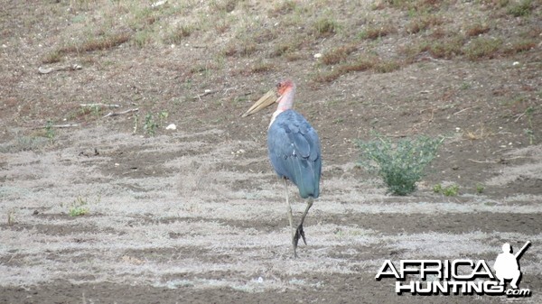 Marabou Namibia