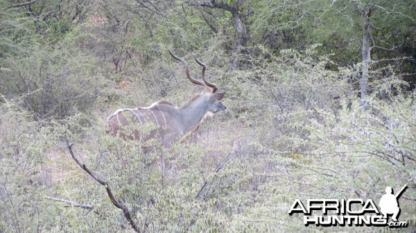 Greater Kudu Namibia