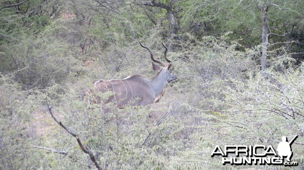 Greater Kudu Namibia