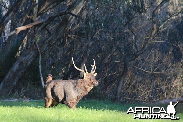 Sambar Stag