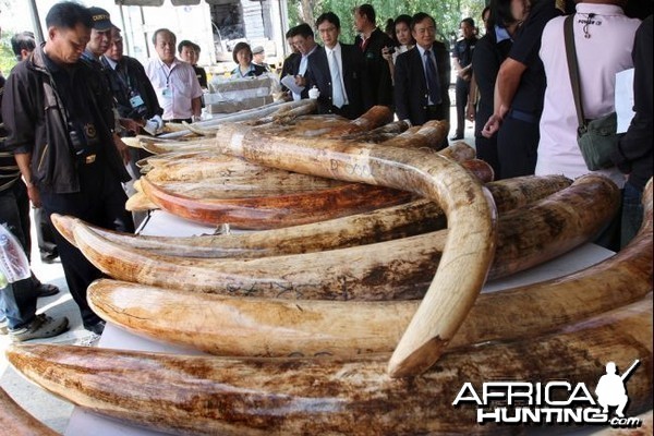 Ivory Trade