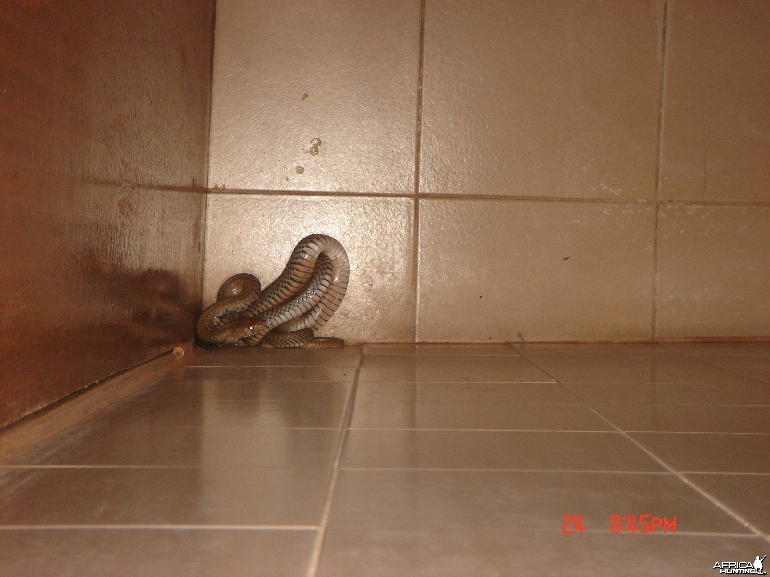 Wrong company in the shower !