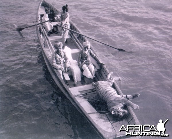 Tiger Shoot on River Chambal - 1952