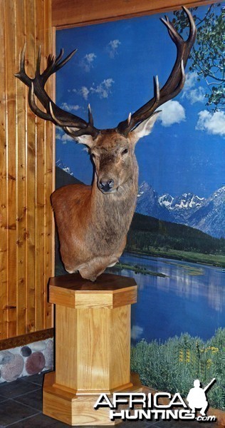 Red Stag mounted