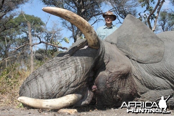 Caprivi Trophy Elephant Bull