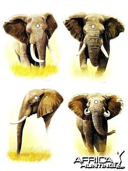points vitaux chasse elephant