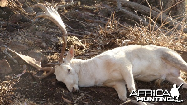 Fallow Deer