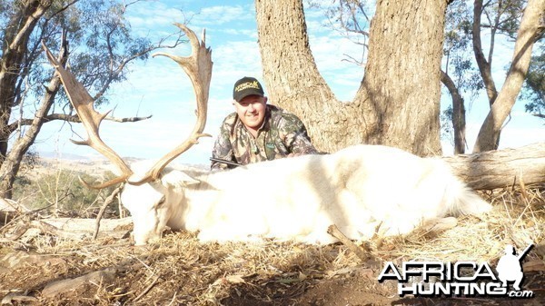 Fallow Deer