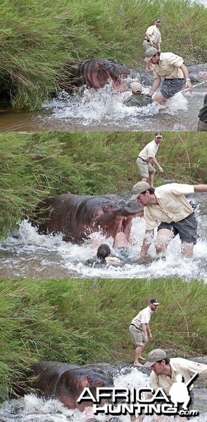 Hippo scare!
