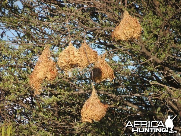 Nests Namibia