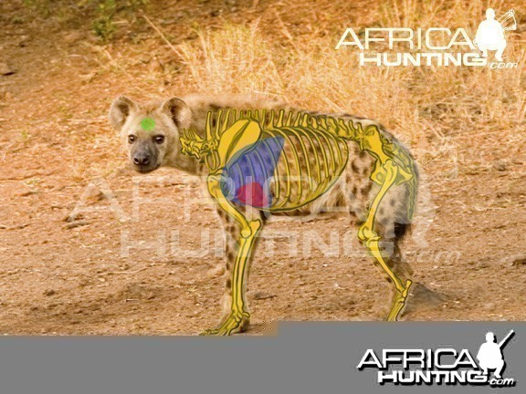 Bowhunting Hyena Shot Placement