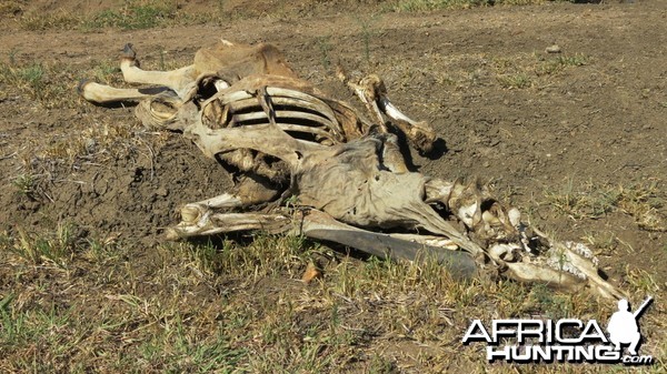 Eland skeleton Namibia