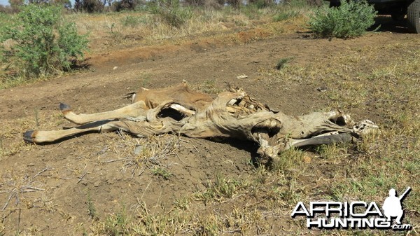 Eland skeleton Namibia