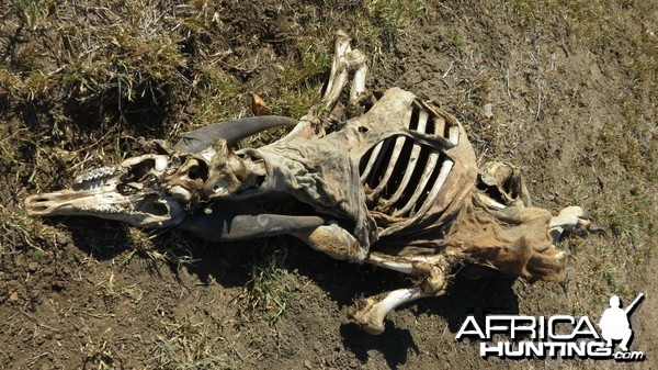 Eland skeleton Namibia