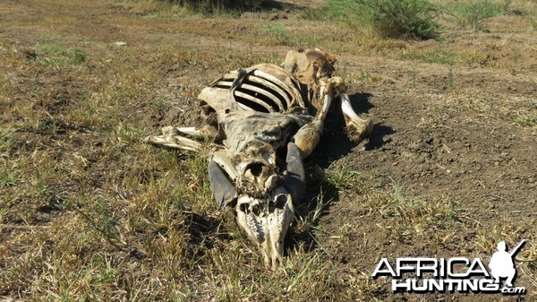 Eland skeleton Namibia