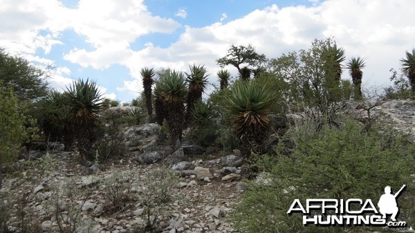 Aloes Namibia