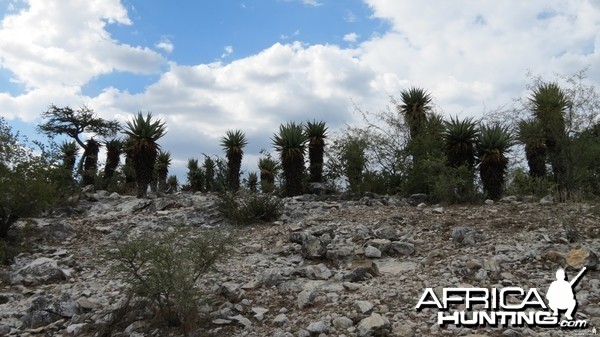 Aloes Namibia