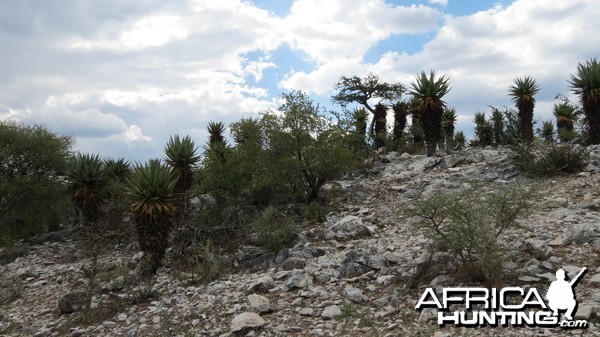 Aloes Namibia